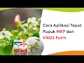 Lagu Waktu yang Tepat Gunakan Pupuk MKP dan KNO3 Putih, Agar Terhindar dari Kerontokan Bunga