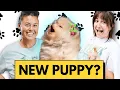 Download Lagu I Want A New Dog...What Should I Get?