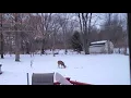 deer eating celery