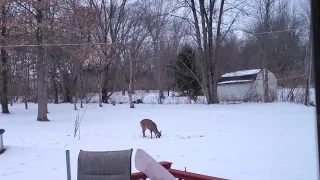 deer eating celery