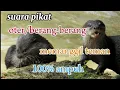 Download Lagu suara pikat oter/berang-berang memanggil teman