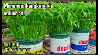 cara menanam kangkung hidroponik di ember 20 hari panen