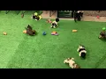 Meet Our Shorkiepoo puppies