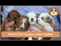 Patsy s F1b Cavapoo Litter Update
