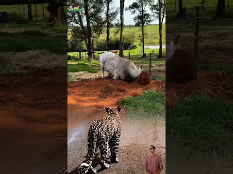 Sapi Asyik Garuk Tanduk, Tak Sadar Macan Tutul Diam-Diam Mengintai! #animals #sapi #macantutul
