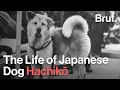 Lagu The Life of Japanese Dog Hachikō