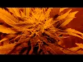 508 Recreational The Results of A Craigslist Grow