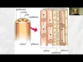 Getting started with Plant and Leaf Anatomy