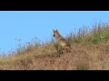Coyote Tail Fun Fleas More
