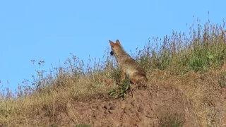 Coyote Tail Fun Fleas More