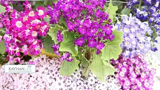 Iranians Celebrate Nowruz Mark The Start Of The Year 1401 With Worldwide Festivities 