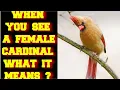 WHEN YOU SEE A FEMALE CARDINAL BIRD WHAT DOES IT MEAN