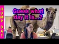 Guess what day it is It s Hump Day GEICO Hump Day Camel commercial