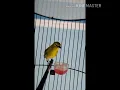 Download Lagu Pleci Badrun pcmi purwakarta