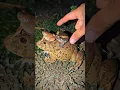 Download Lagu Boing Boing the Frogs Funny | Funniest Frog when Catch It | Animal Funny | Funny Frog Jump