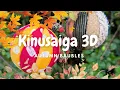 Download Lagu Kinusaiga herfstballen