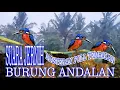 Download Lagu Tengkek Udang Mini Rajanya Udang Suara Tengkek Mini Gacor Tembakan  Burung Durasi Panjang