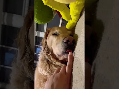 Big mlem on this sleepy doggy🤭 #goldenretriever #sleep #funnyanimals #dog