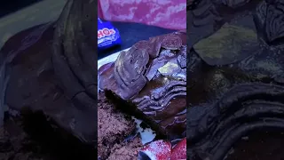 كيك الهوهوز غراقانة بصوص الهوهوز الخطير سهلة واقتصادية كيك كيك الهوهوز Shorts 