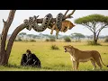 Download Lagu Lion Begs Gorilla for Help, You Won’t Believe What Happened Next!