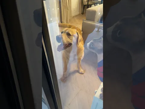 Дени как всегда выручил😁