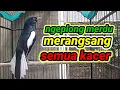 Lagu suara burung kacer ngeplong merdu sangat ampuh buat pancingan kacer bahan bikin cepat gacor