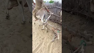 غ د اء خ ل ف ال ح م ار آل ة خ ش ب ي ة ف ان د ه ش ال ج م يع 