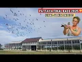 Pattaya racing pigeon Final Race 2025 Witness the Thrilling 600km one loft race