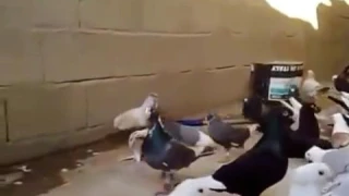 أبو نعيم القابوني كنا   على شط البحر دندنها