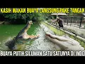 FEED A CROCODILE DIRECTLY WITH YOUR HANDS, THE ONLY WHITE CROCODILE IN INDONESIA | FAUNA INDONESIA
