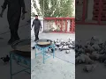 Download Lagu Hand trick Pigeon trap | kabutar ki vedio #shorts #pigeon #viral