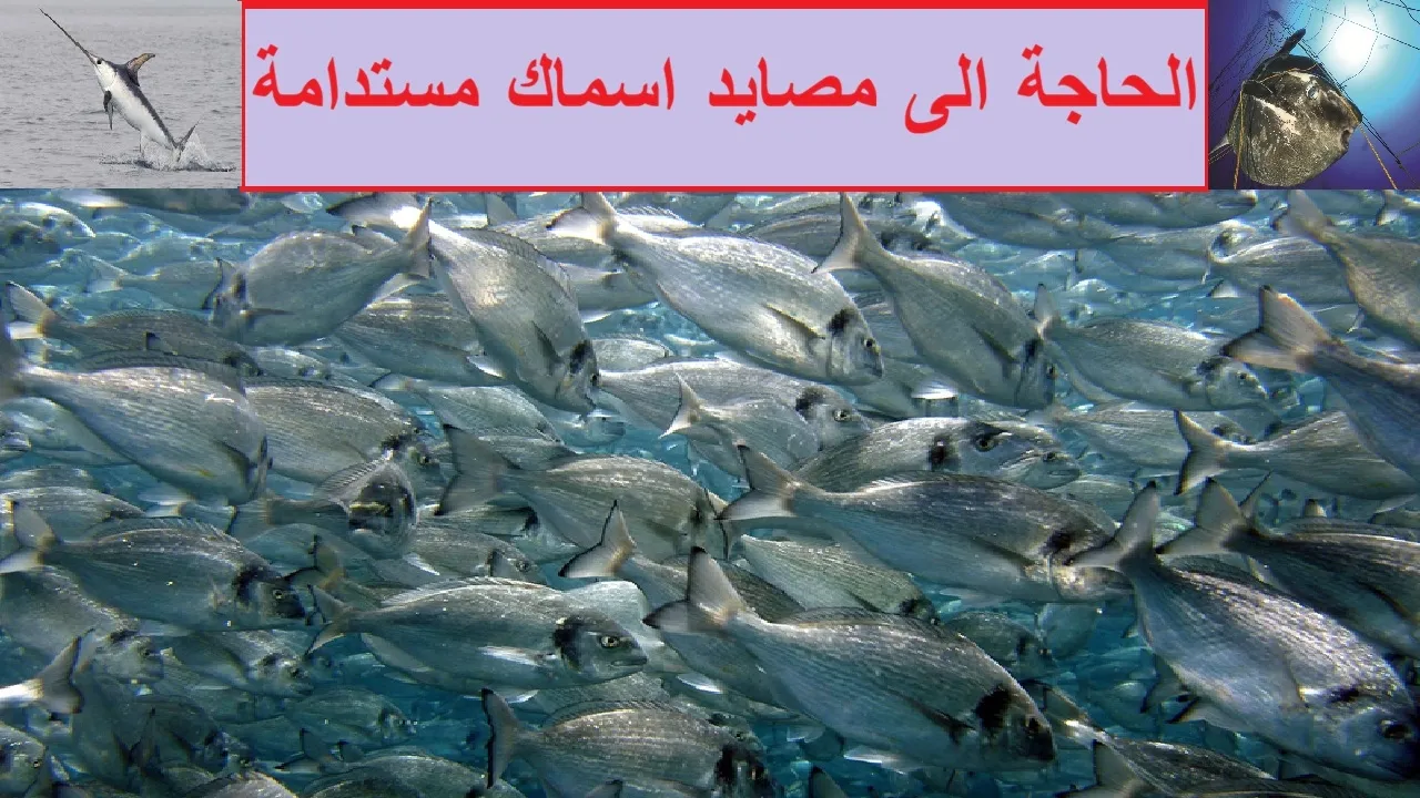 الحاجة إلى مصايد أسماك مستدامة / العلوم البيئية / صف ثاني عشر/مناهج سلطنة عمان/كامبريدج/أ/ محمد صالح