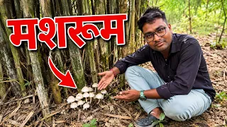 Mushroom Mil Gaya 😊🍄 | जंगल में मिला मशरूम | Mini Vlog #shorts