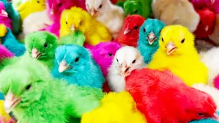 Chimerical BABY Chicks are Doing Chirping Sounds! MURGI Ke Bacche!