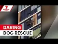 Dog rescued from 13th floor ledge 7NEWS