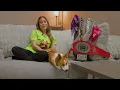 Catching Up with SAM Before the 2nd Annual Corgi Cup