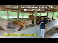 Dua Tahun Merintis Dari 4 Induk Sudah Untung 46 Juta Dari Usaha Breeding Sapi