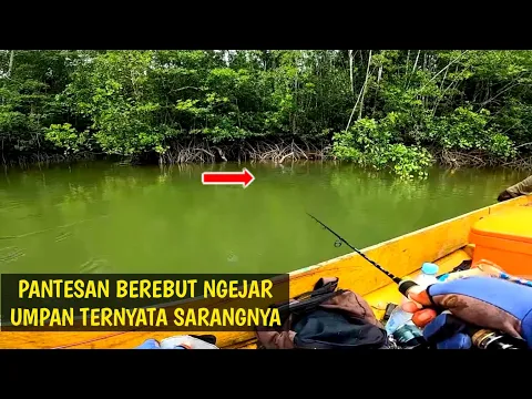 Download MP3 Momen langka..! Pemancing menjumpai sarang ikan auto berebut ngejar umpan