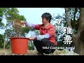 Lagu 野生锥栗掉满地，捡来做杂粮米糕吃，纯天然的营养坚果餐！｜Wild Castanea henryi( Chinese chestnut)