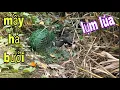 Download Lagu Bẫy Chim Quốc Bội Thu , Bổi Tới Bẫy Là Đá Liền Ngay Tức Khắc # SĂN BẮT ĐỒNG THÁP #