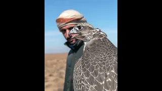  مفروض ميحد حمد دندنها