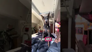 .. #fyp #dream #doberman #pets #youtube