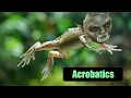 Morrowind Skill Guide - Acrobatics