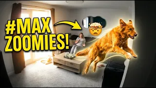 Energetic dog hilariously races around living room during zoomies in Seaham, UK