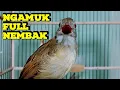 Download Lagu SUARA KAPAS TEMBAK GACOR DOR SUARA JOSSS❗️ KAPAS TEMBAK TEMBAKAN PANJANG FULL SUARA LANTANG