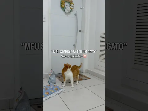 Desculpa Juaummm 😭😭😭#adoteumgatinho #humor #comedia
