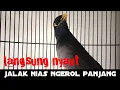 jalak nias ngerol panjang pancingan jalak agar nyaut || jalak nias gacor