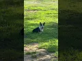Download Lagu Summertime and resting in the shade #jazz #corgi  #mycorgi  #corgipuppy #purinaproplan #summer