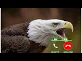 Download Lagu eagle sound ringtone for message tone