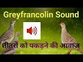 Download Lagu teetar awaz teetar voice gray francolin teetar sound female teetar awaz madi tetar awaz 2024